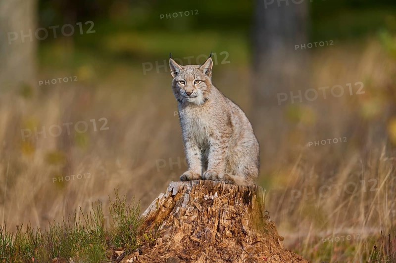 Eurasian lynx (Lynx lynx), on tree trunk in autumn
