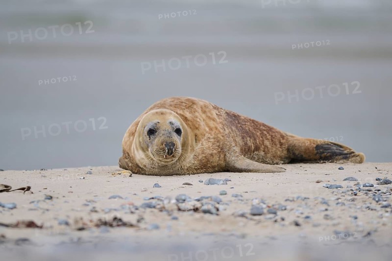 Grey seal (Halichoerus grypus) lying on the beach, Düne, Helgoland, Schleswig-Holstein, Germany