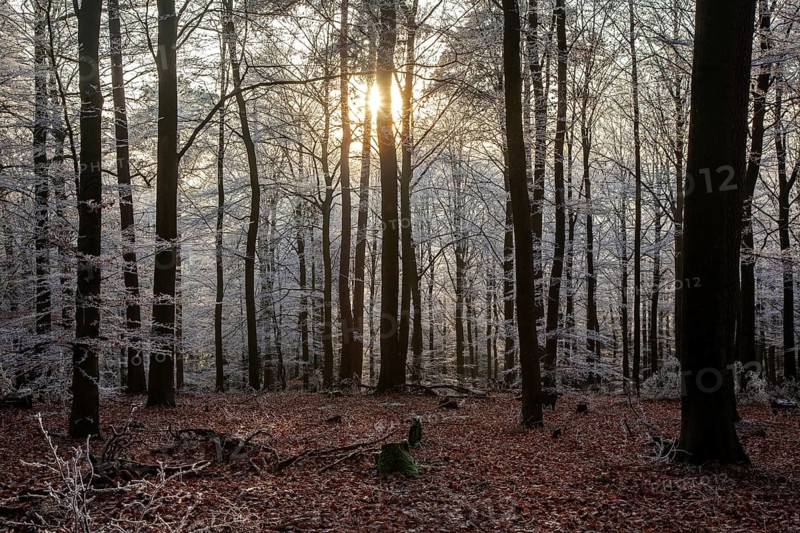 Winter, trees with hoarfrost in the forest, backlight, mixed forest, Dossenheim, Baden-Würtemberg, Germany
