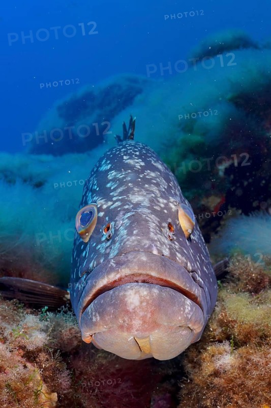 Dusky Grouper (Epinephelus marginatus) (Mycteroperca marginatus) with a serious expression in a reef, dive site: Giens Peninsula, Hyères, Porquerolles, Provence, Côte d'Azur, Mediterranean Sea, France