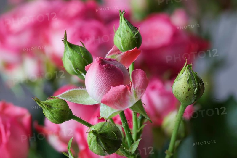 Bouquet of roses. Krasnodar. Russia