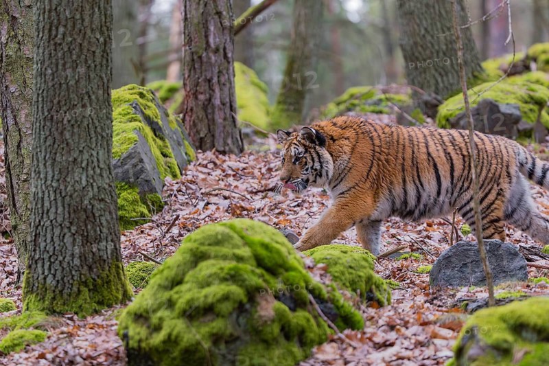 One young female Siberian Tiger, Panthera tigris altaica, walking between rocks in a forest