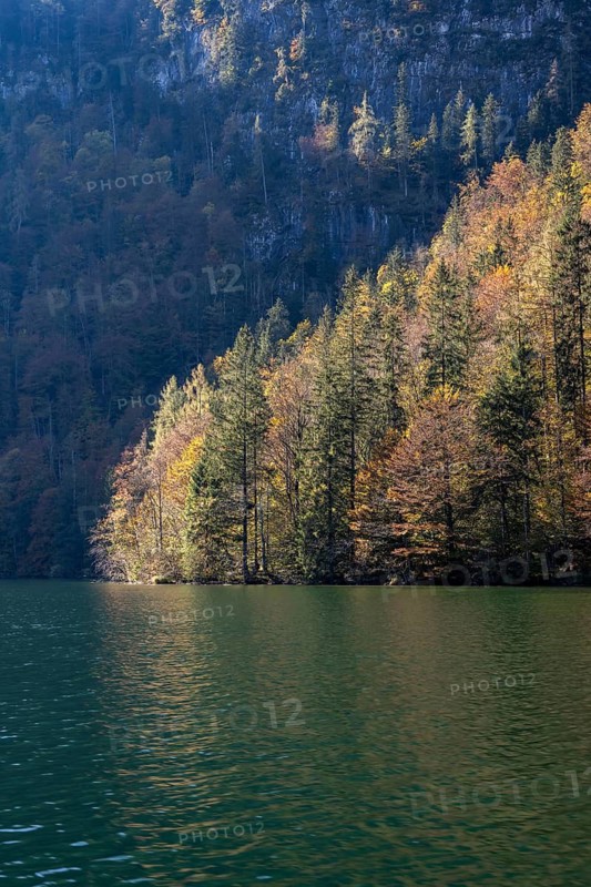 Yellow coloured trees, autumnal mountain forest at the lake, Königssee, Berchtesgaden, Bavaria, Germany