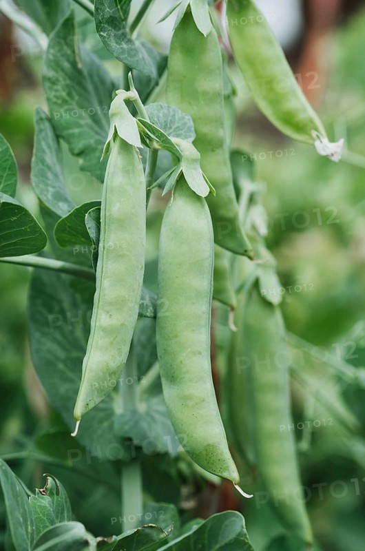 Close up of vibrant green pea pods hanging from the plant amidst lush leaves. The image captures the freshness and vitality of the vegetable garden in natural light