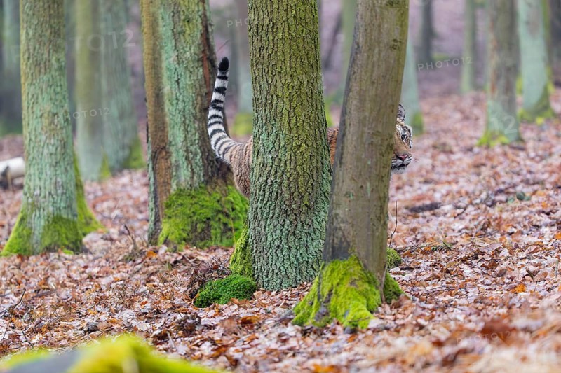 One young female Siberian Tiger, Panthera tigris altaica, running thru a forest