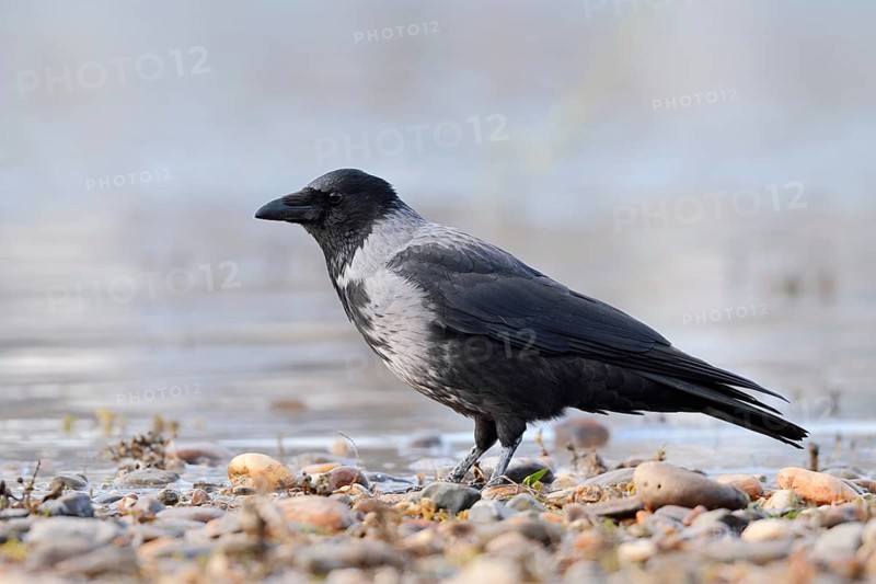 A hooded crow (Corvus cornix) stands on the banks of the Elbe, Saxony, Germany