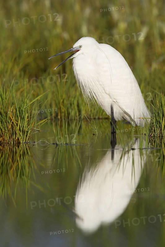 Little Egret (Egretta garzetta), Cyprus