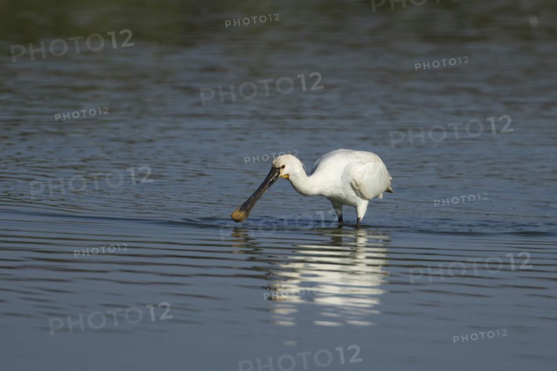 Eurasian spoonbill (Platalea leucorodia) adult bird feeding in a shallow lagoon, England, United Kingdom
