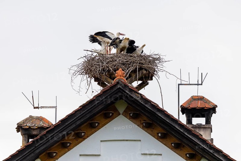 White stork (Ciconia ciconia) in its nest, on a house roof, Affenberg Salem, Lake Constance region, Baden-Württemberg, Germany
