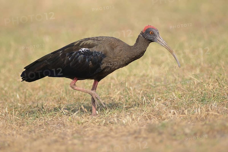 Red-naped Ibis (Pseudibis papillosa), India
