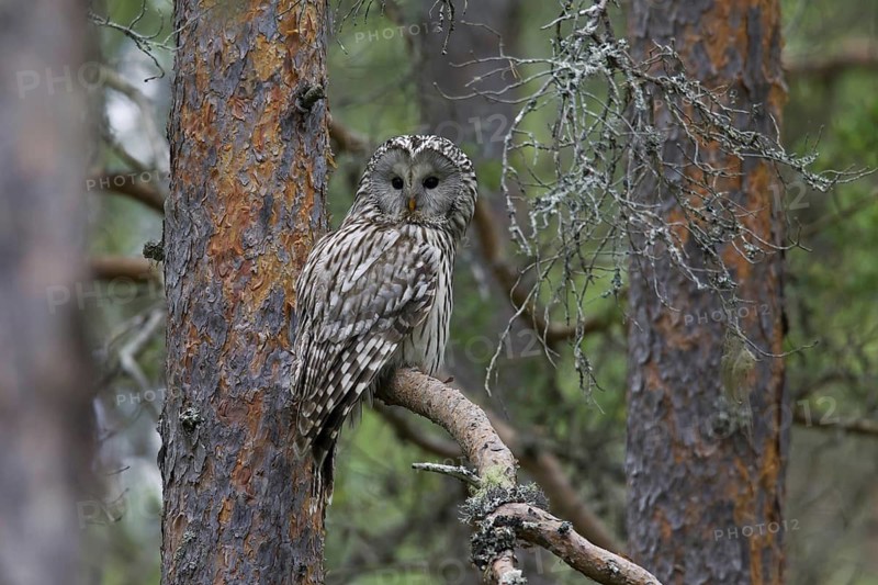 Ural owl (Strix uralensis) perched in spruce tree, Scandinavia