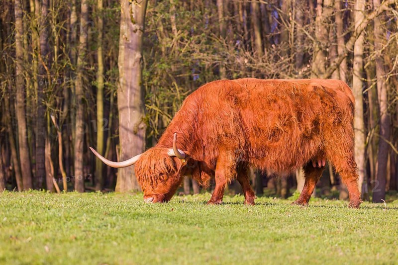One Highland cow (Bos primigenius) taurus) grazes on a pasture at a forest edge