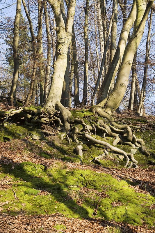 Beech trees (Fagus) with heart roots (aka oblique), Surface Root Syndrome, soil is eroded away at a slope, Wülmersen, Trendelburg, Hesse, Germany
