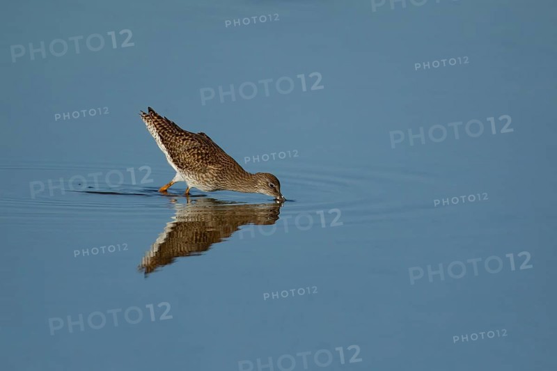 Wood sandpiper (Tringa glareola) adult wading bird feeding in a shallow lagoon, Suffolk, England, United Kingdom