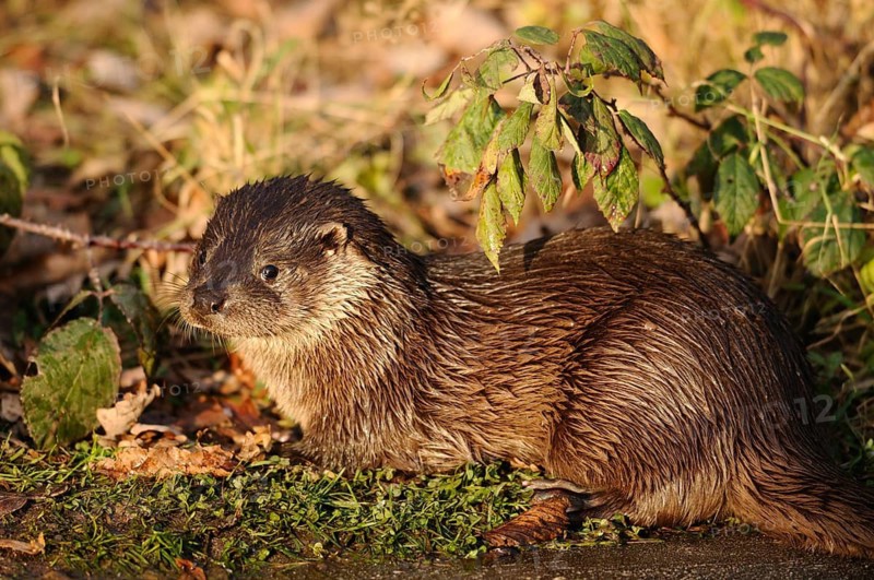 A small otter resting on damp leaves in autumn light, otter (Lutra lutra), Bavaria