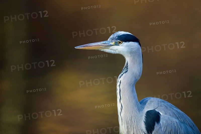 Grey Heron (Ardea cinerea), North Rhine-Westphalia, Germany