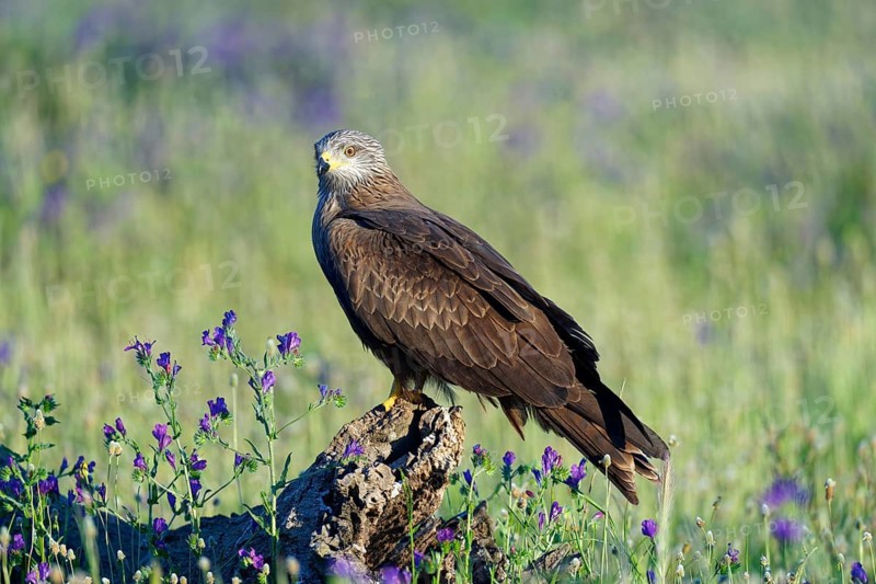 Black Kite (Milvus migrans) in a flower meadow, Castilla-La Mancha, Spain