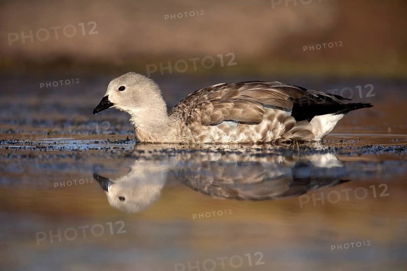 Blue-winged Goose (Cyanochen cyanoptera), Bale Mountains National Park, Ethiopia