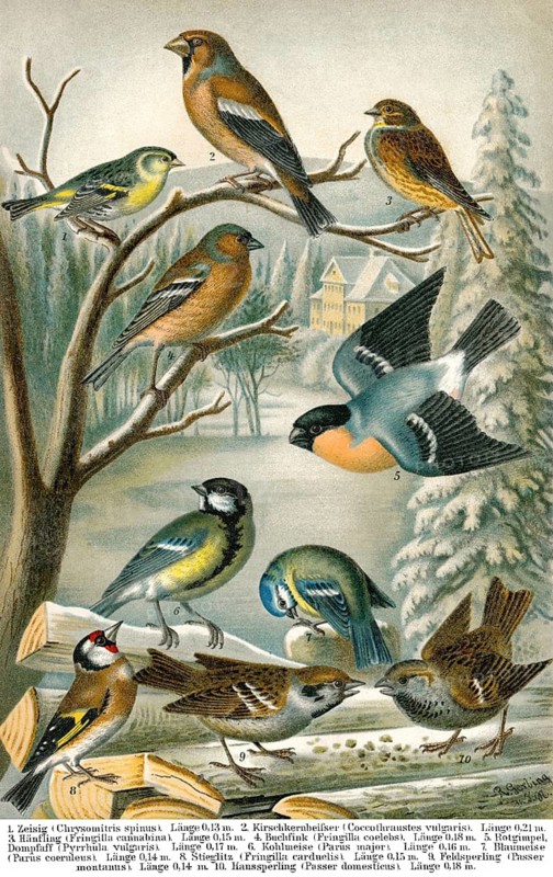 Historical illustration, 19th Century, middle-europe songbirds, mitteuropäische Singvögel, historische Zeichnung, 19. Jahrhundert