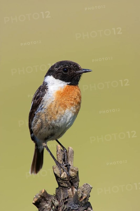 European Stonechat (Saxicola rubicola) male, Lake Neusiedl, Austria