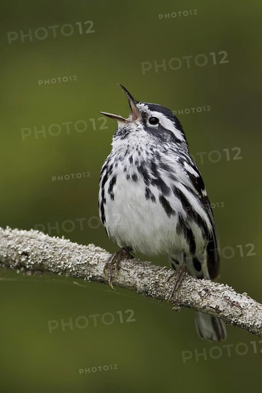 Black-and-white Warbler (Mniotilta varia) singing, Ontario, Canada