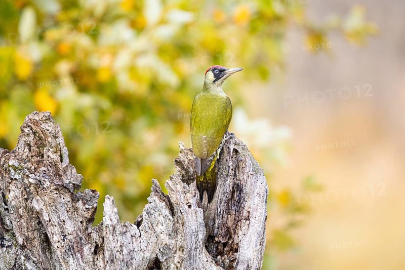 Green woodpecker (Picus viridis) Germany