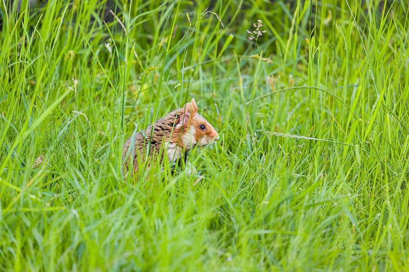 A European hamster (Cricetus cricetus), Eurasian hamster, black-bellied hamster or common hamster, collects herbs, grass and daisies on a meadow
