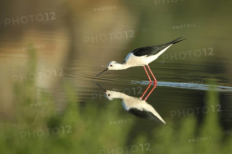 Male black-winged Black-winged Stilt (Himantopus himantopus) foraging in the water, reflection, Los Barruecos, Malpartida de Caceres, Caceres, Extremadura, Spain