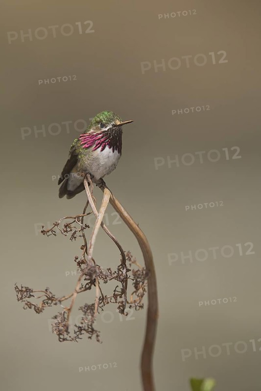 Calliope Hummingbird (Selasphorus calliope) male, California, USA