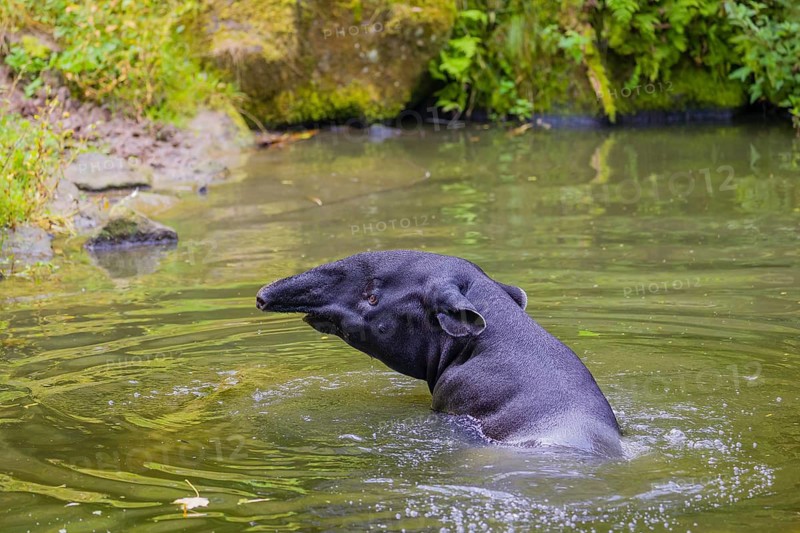 A Malayan tapir (Acrocodia indica) swims in a river
