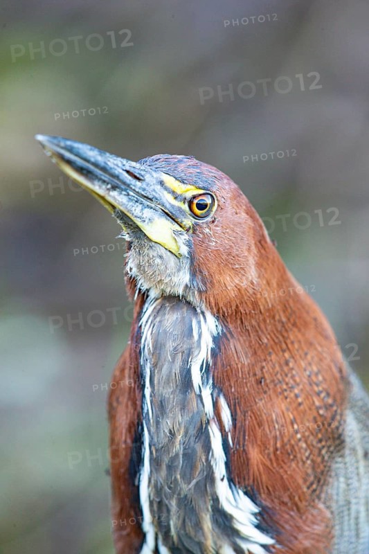Rufescent tiger heron (Tigrisoma lineatum) Pantanal Brazil