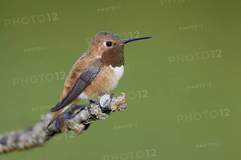 Rufous Hummingbird (Selasphorus rufus), Montana, USA