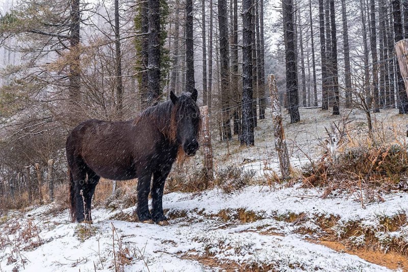 Wild horses in the aizkorri mountain of gipuzkoa. Snowy landscape by winter snows. Basque Country, Spain