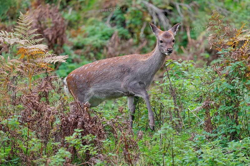 A sika deer (Cervus nippon) stands in hilly terrain in a clearing overgrown with ferns and searches for food