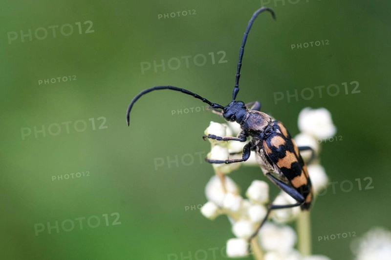 Cerambycidae, four-banded longhorn beetle, leptura quadrifasciata, strangalia quadrifasciata, four-legged narrowbuck, beetle, longhorn beetle, coleoptera, insects, beetles