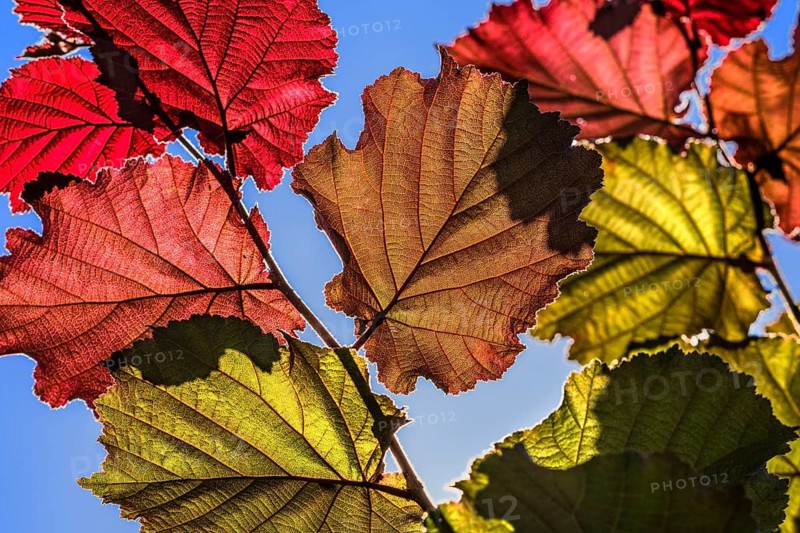 Close-up of the Red Zellernut, red-leaved hazel or cobnut, red-leaved Zellernuss, Corylus avellana