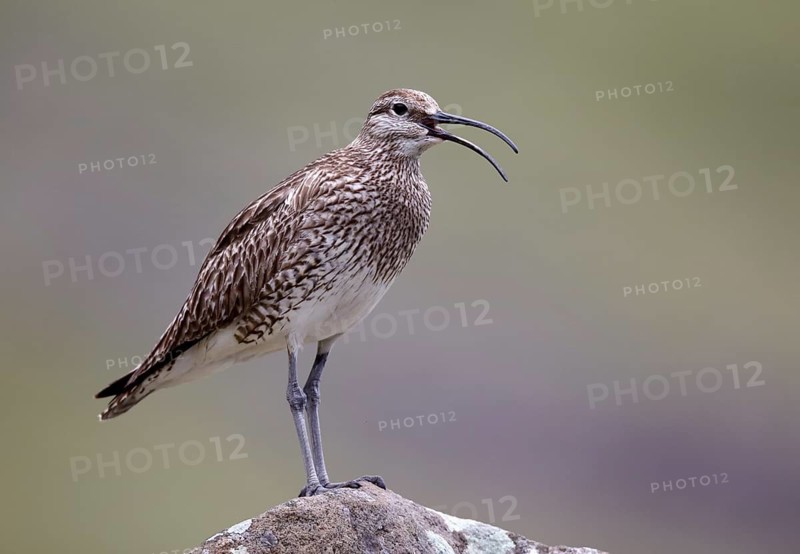 Whimbrel (Numenius phaeopus) calling, Bordoy, Faroe Islands
