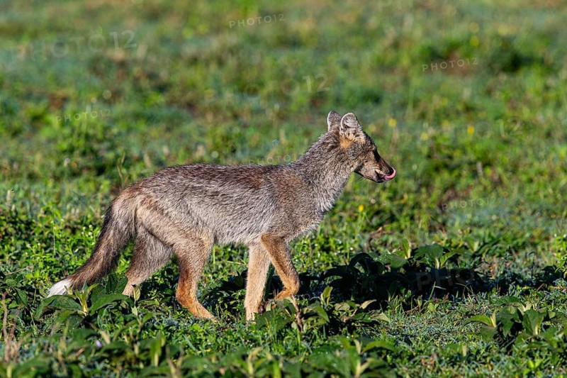 Side-striped Jackal (Canis adustus) Ndutu Aerea Tanzania March