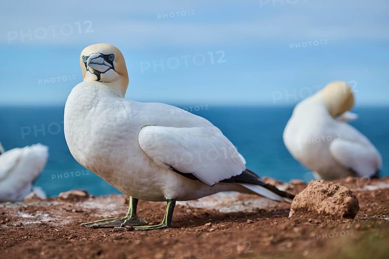 Northern gannet (Morus bassanus) standing on the cliff, wildlife, Helgoland, Germany