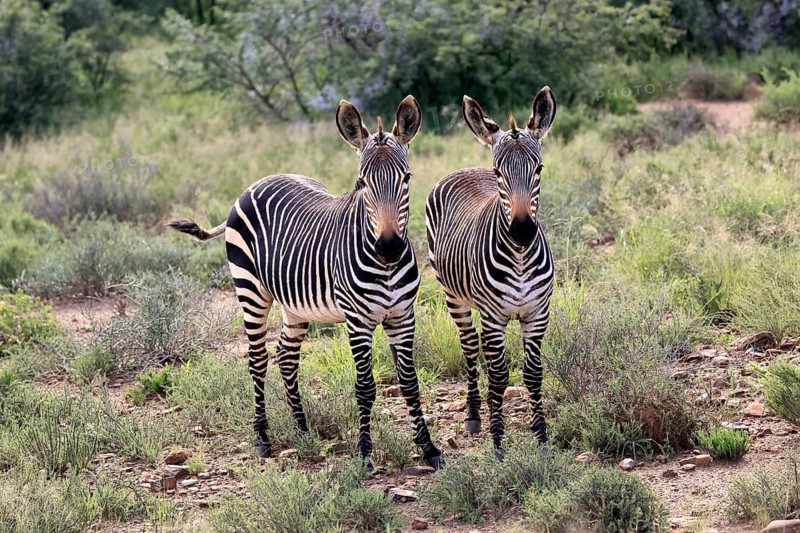 Cape Mountain Zebra (Equus zebra), half-grown young, two, alert, Mountain Zebra National Park, Eastern Cape, South Africa