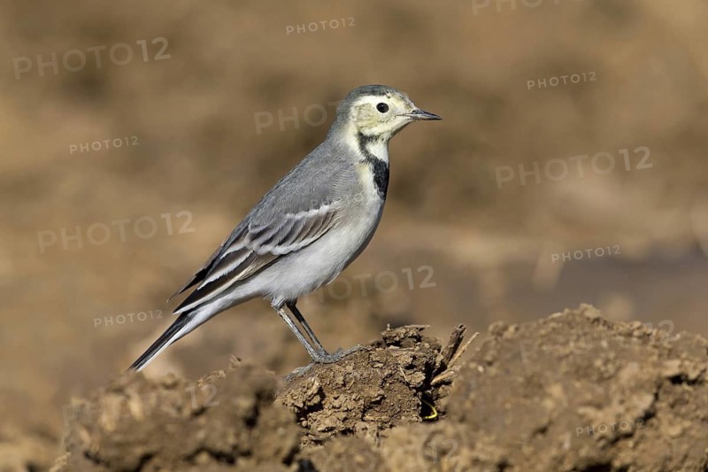 White wagtail, (Motacilla alba), BTiere, birds, family of wagtails and pipits, Steglarp, Vellinge, Skåne, Sweden