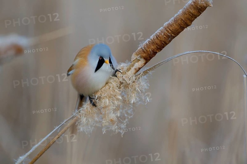 Bearded Reedling (Panurus biarmicus) male feeding on cattail seed, Thuringia, Germany