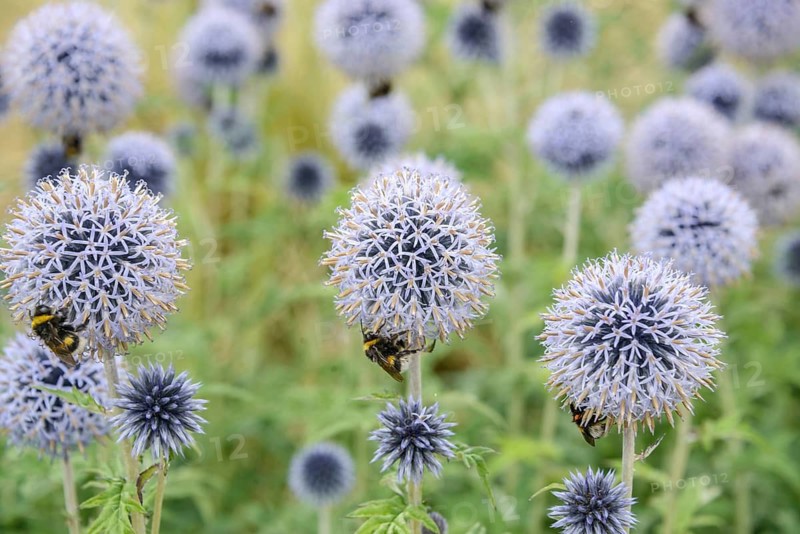 Banat globe thistle (Echinops bannaticus 'Taplow Blue'), Osnabrück University of Applied Sciences, Federal Republic of Germany