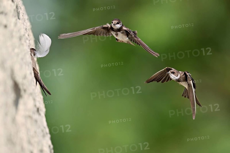 Sand martins (Riparia riparia), in flight, Reussegg nature reserve, Canton Aargau, Switzerland