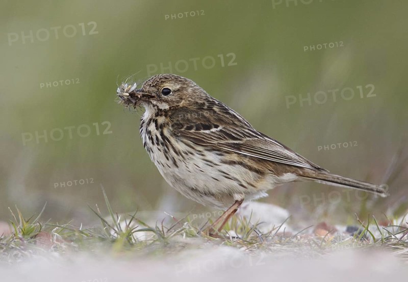 Meadow Pipit (Anthus pratensis), Schleswig-Holstein, Germany