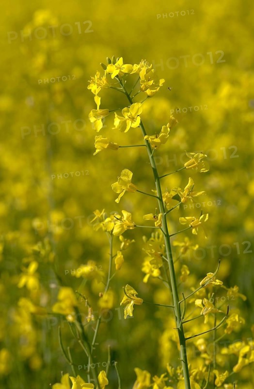 Brassica napus, brassicaceae, cruciferous vegetables, rapeseed, flora, high size, portrait format, intensive agriculture, plants, rapeseed field