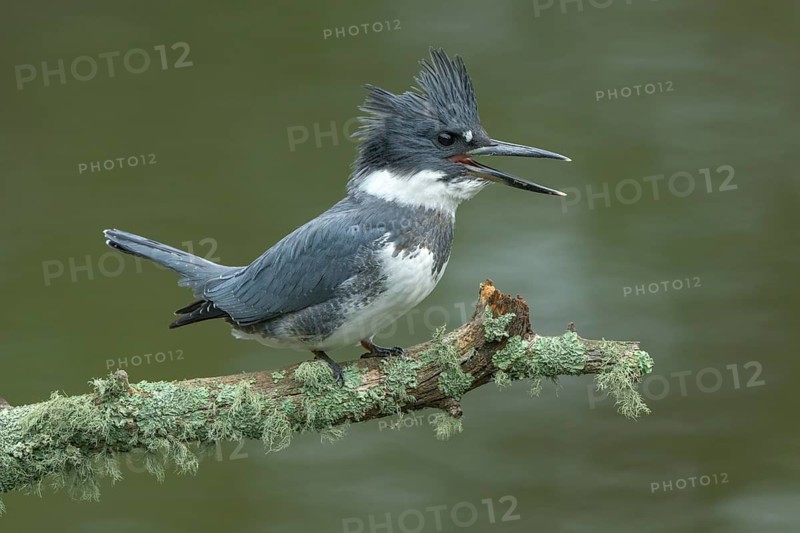 Belted Kingfisher (Megaceryle alcyon) male perched on a branch, Colorado, USA