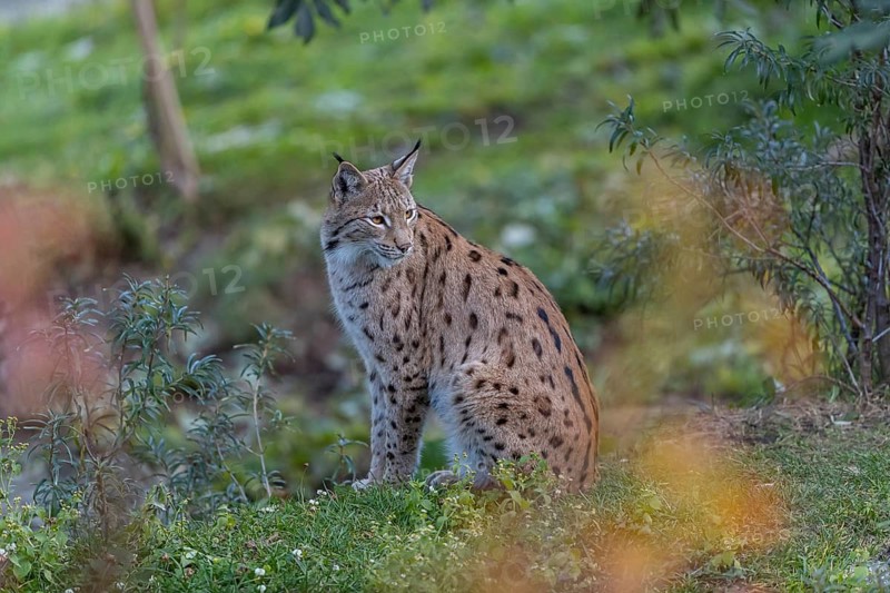 One Eurasian lynx, (Lynx lynx), sitting on green grass framed by fall foliage