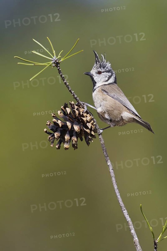 European Crested Tit (Lophophanes cristatus), Portugal