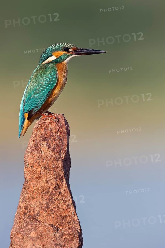 Common Kingfisher (Alcedo atthis), Rishon LeZion, Israel